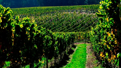 TERRAS GAUDA VIÑEDO