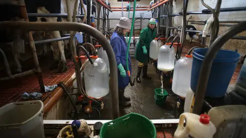 Ordeño en una ganadería de Friol. CARLOS CASTRO (EUROPA PRESS)