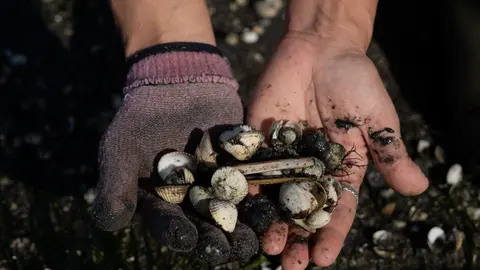 Berberechos, almejas y navajas muertos en la ensenada de San Simón. EUROPA PRESS