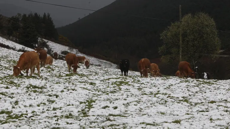 Nevada reciente en A Gañidoira. ANTONIO LÓPEZ