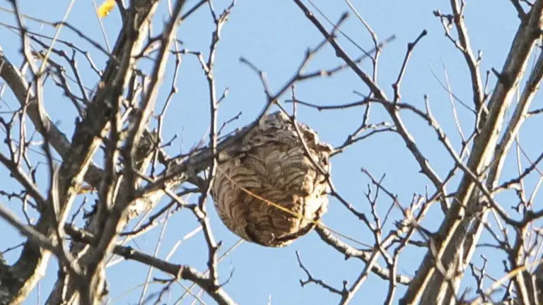 Nido de avispa velutina. DAVID FREIRE