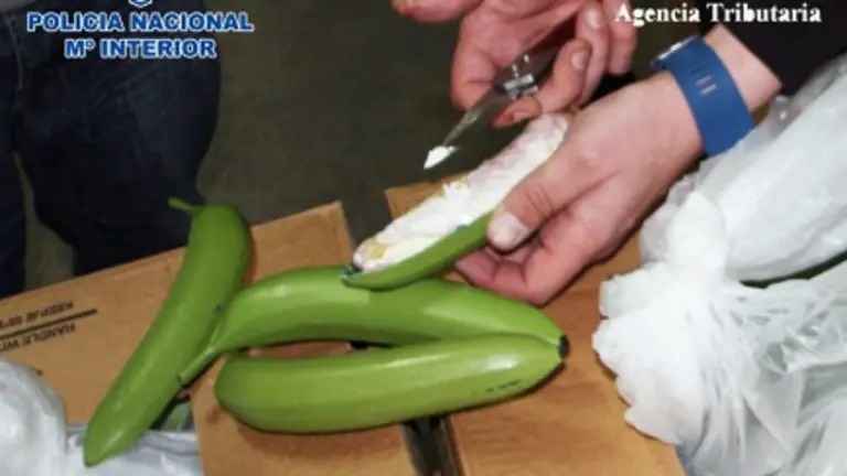 La cocaína viajó oculta entre bananas. CNP