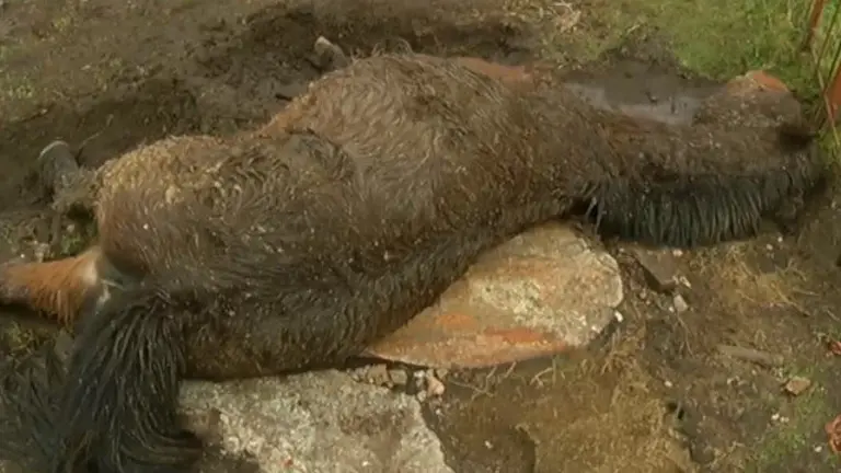 Un dos cabalos que apareceu sen vida en Oia. TVG