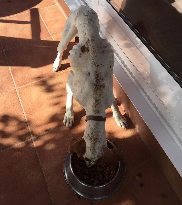 O can maltratado en Gondomar. DP