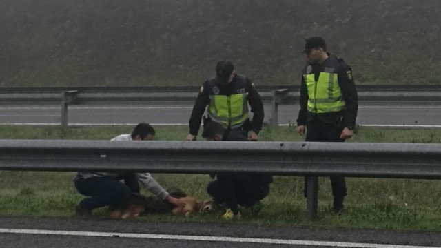 Policías atendiendo a un perro herido tras ser atropellado en Ribadavia. POLICÍA NACIONAL