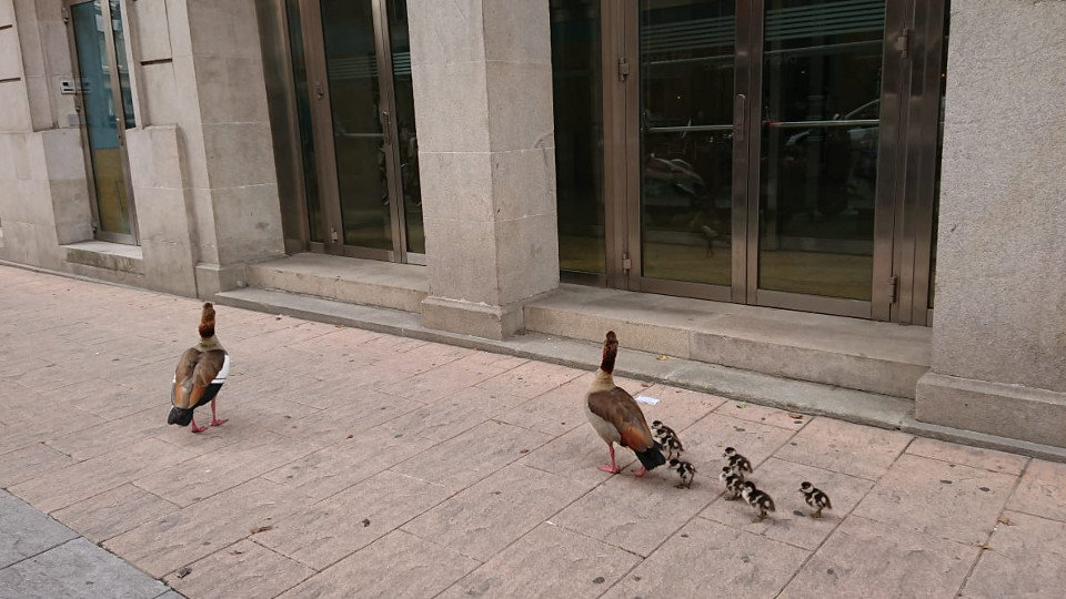 La familia de gansos, en las proximidades de la Praza de San Xosé. PEDRO DIEGO