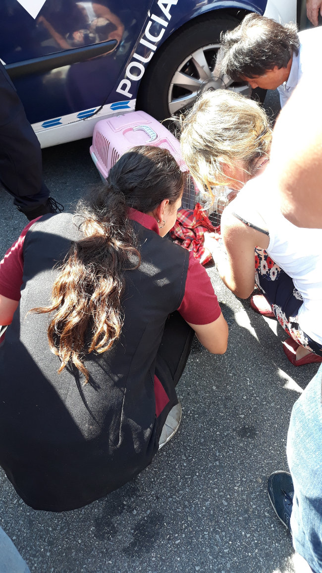 Los vecinos cuidando de los perros tras ser rescatados. C.SOLIÑO