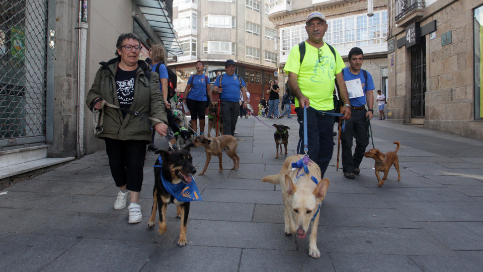 La asociación Pontepatas realiza la ruta peregrina con 30 canes , siete de ellos de la protectora de Os Palleiros. DAVID FREIRE