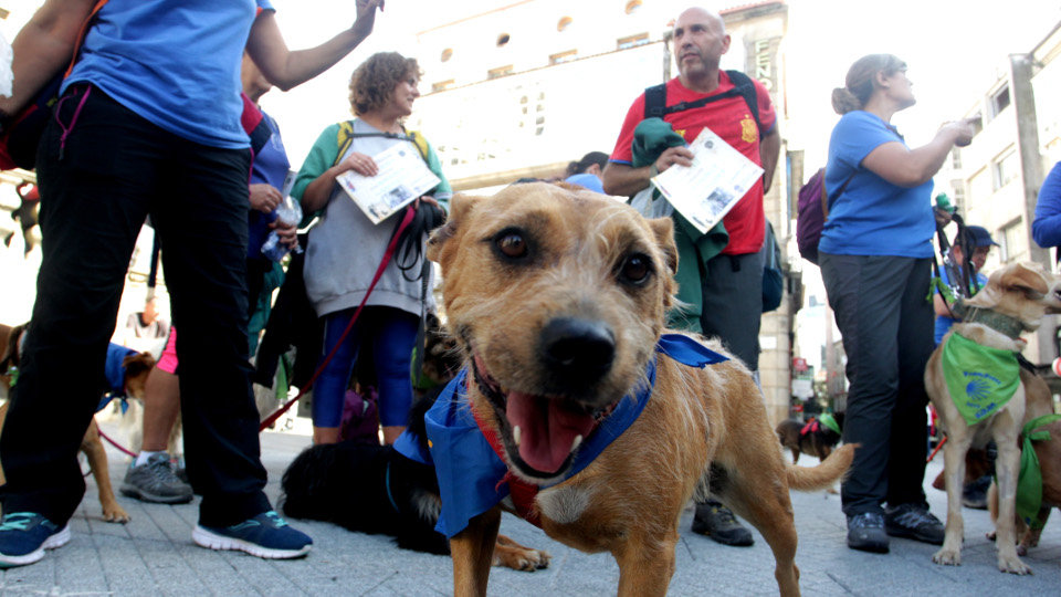 Pontepatas realiza la ruta peregrina con 30 canes , siete de ellos de la protectora de Os Palleiros. DAVID FREIRE.