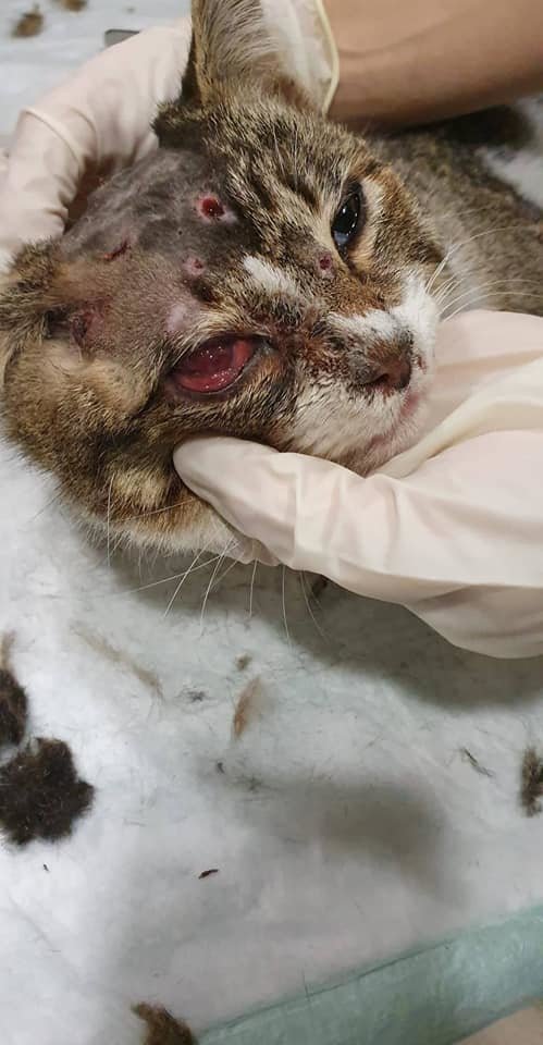 Gato agredido en Lérez. DP - Interior