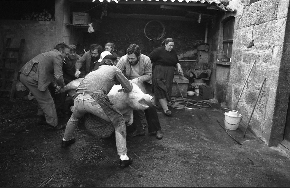 Matanza do porco. MANUEL PAZ DE LEMA