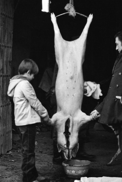Un rapaz suxeita unha das patas dun cocho. FEDERICO GARCÍA MAINAR
