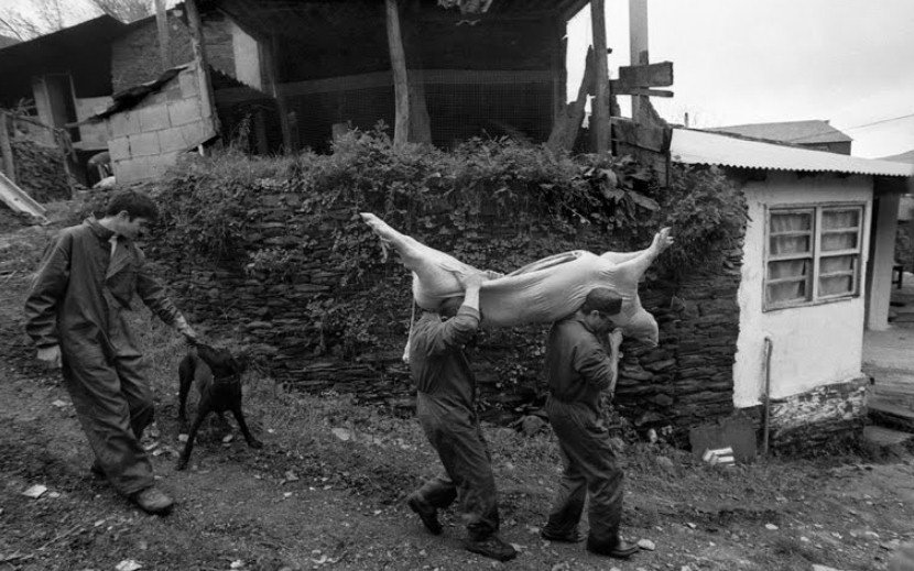 Transporte dun cocho morto. HOTEL CASA ROSALÍA