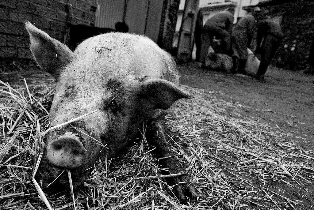 Porco morto. DISELGRAF