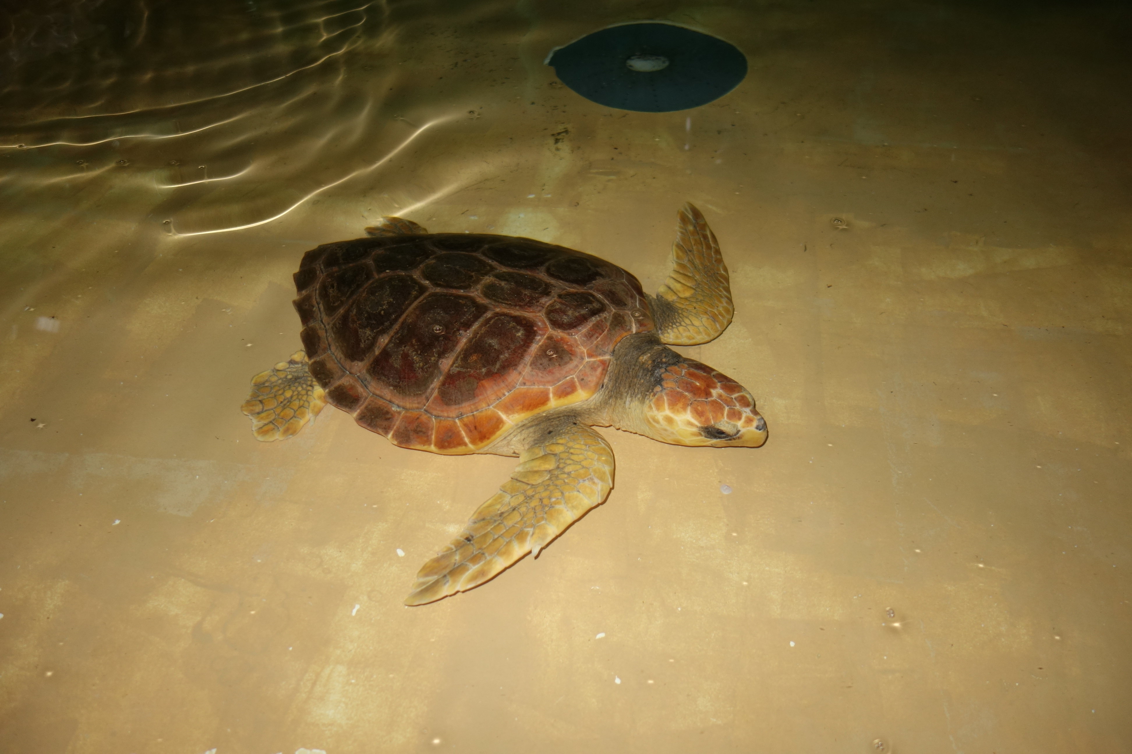 La tortuga Antares. EP