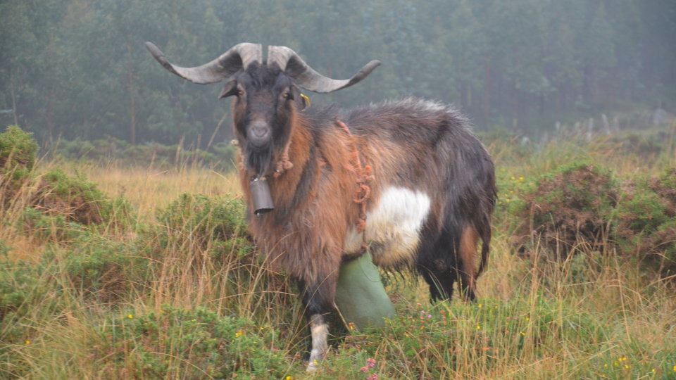 Castrón de Daniel Vizoso. XAVIER LOMBARDERO