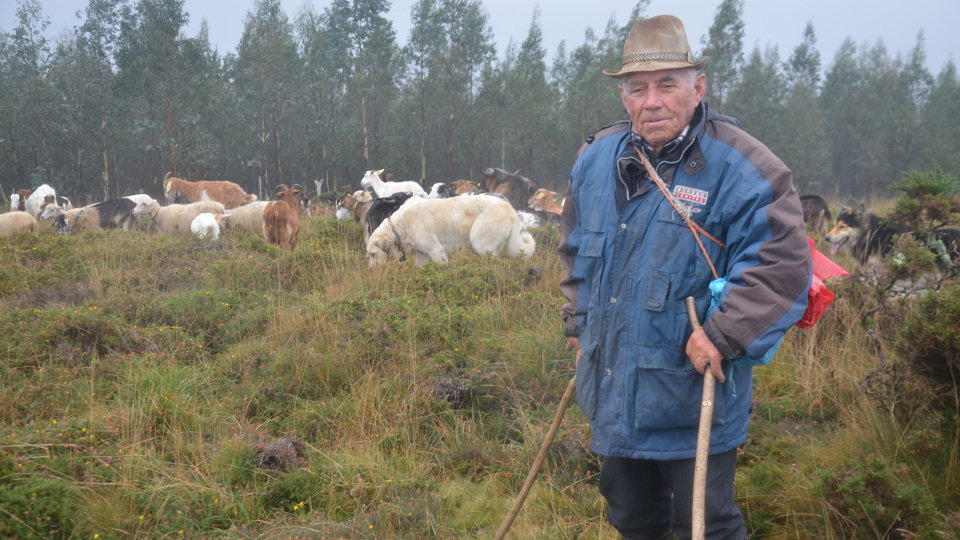 Daniel Vizoso co seu rabaño. XAVIER LOMBARDERO