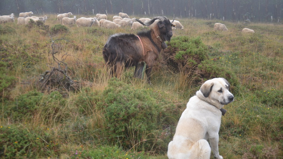 Rabaño de Daniel Vizoso. EP