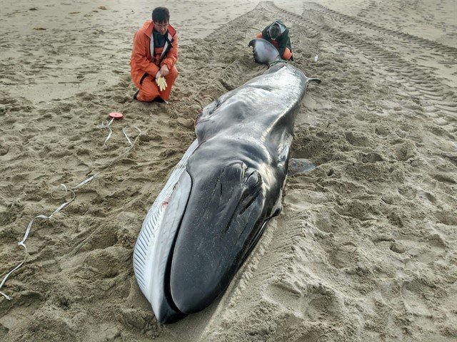 Cría de ballena en la playa de Nemiña, en Muxía. CEMMA
