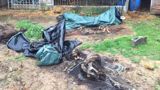 Restos localizados en la granja de Melide. GUARDIA CIVIL