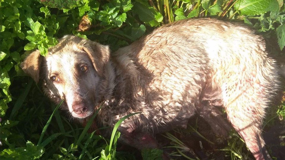 La perra víctima del cazador en Chantada. LIBERA