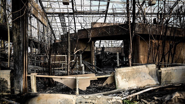 Danos causados polo incendio no zoo de Krefeld. EFE