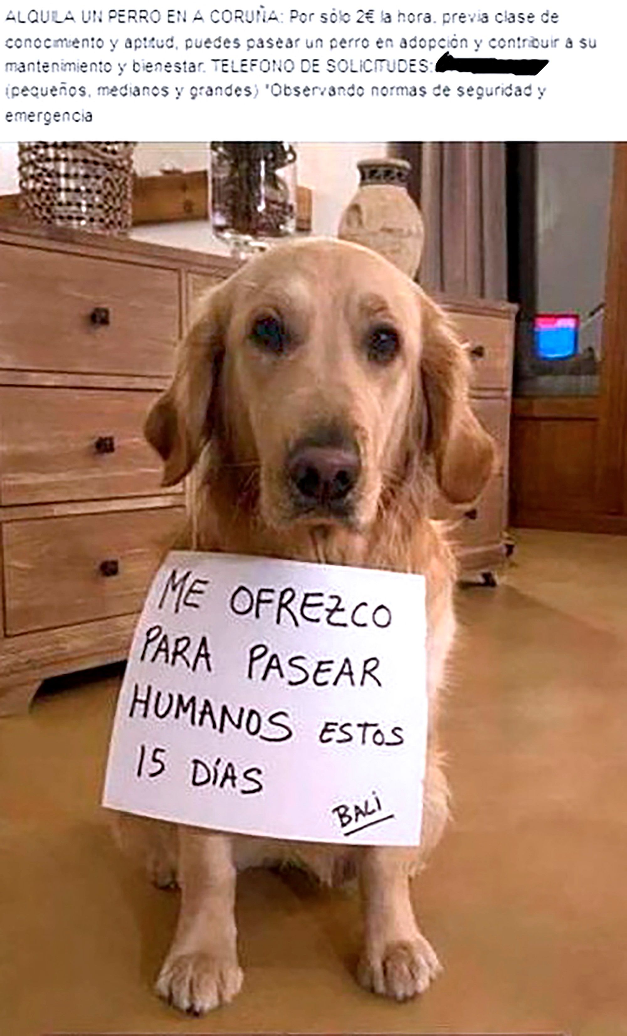 Nun dos anuncios figuraba un can cun cartel colgado do pescozo coa mención "Ofrézome a pasear humanos estes 15 días". EP