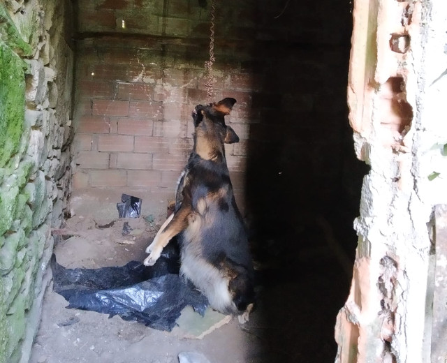 O corpo do can no alpendre en Muxía. EP