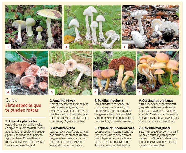 Especies de setas que te pueden matar. EP