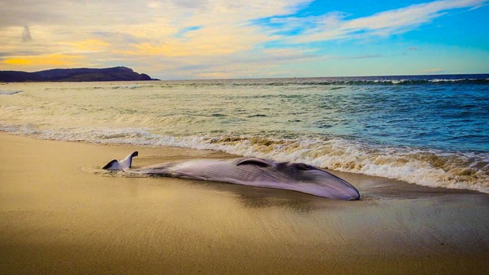 Ballena Muxía