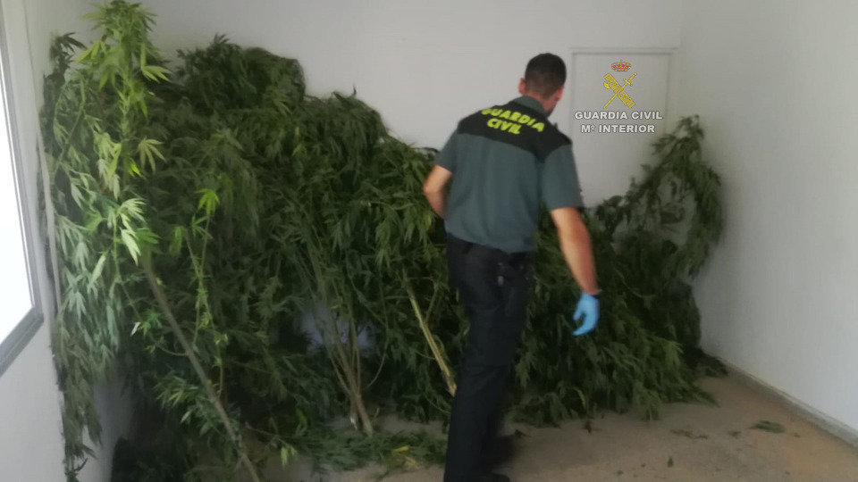 Plantas en Tomiño. GUARDIA CIVIL