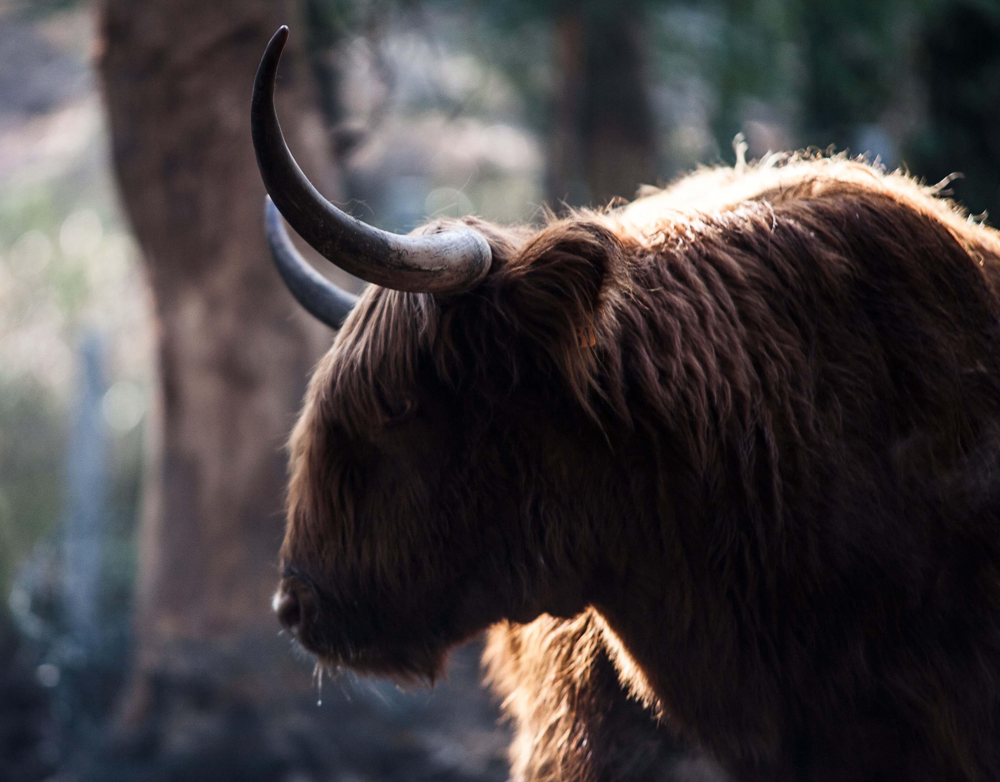 Ejemplar de la raza highland criado en Trasmonte.EP