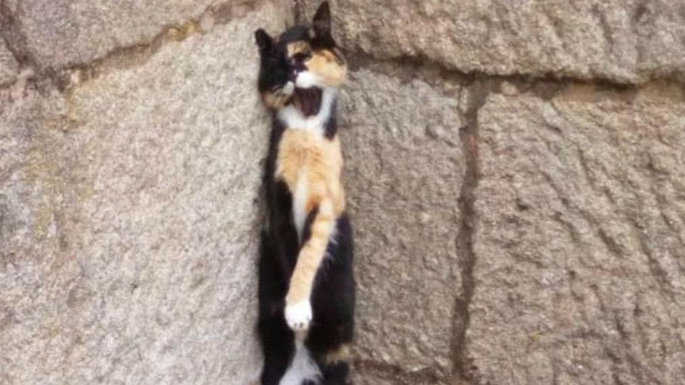 El gato ahorcado. LIBERA