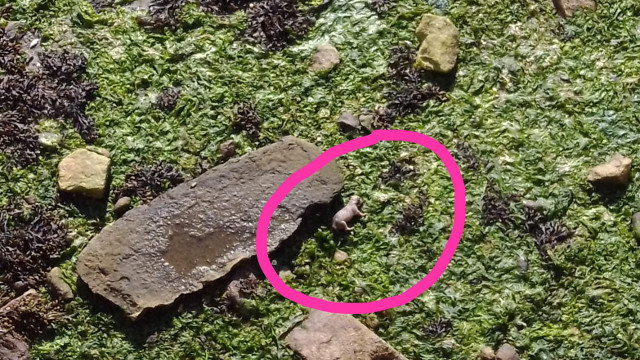 Uno de los cachorros abandonados en la ría de Corcubión. EP