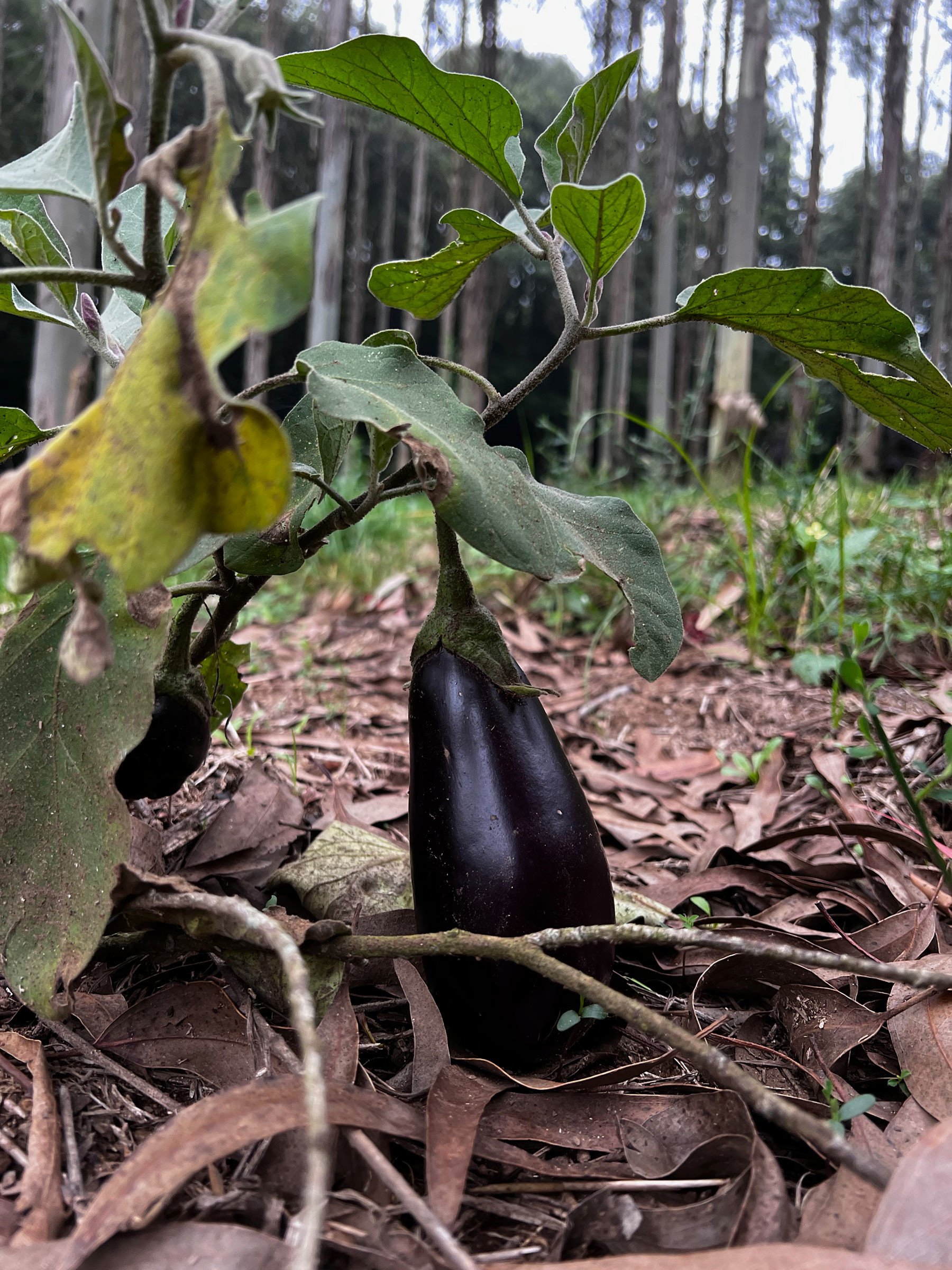 berenjena bajo eucalipto en A Laracha.EP