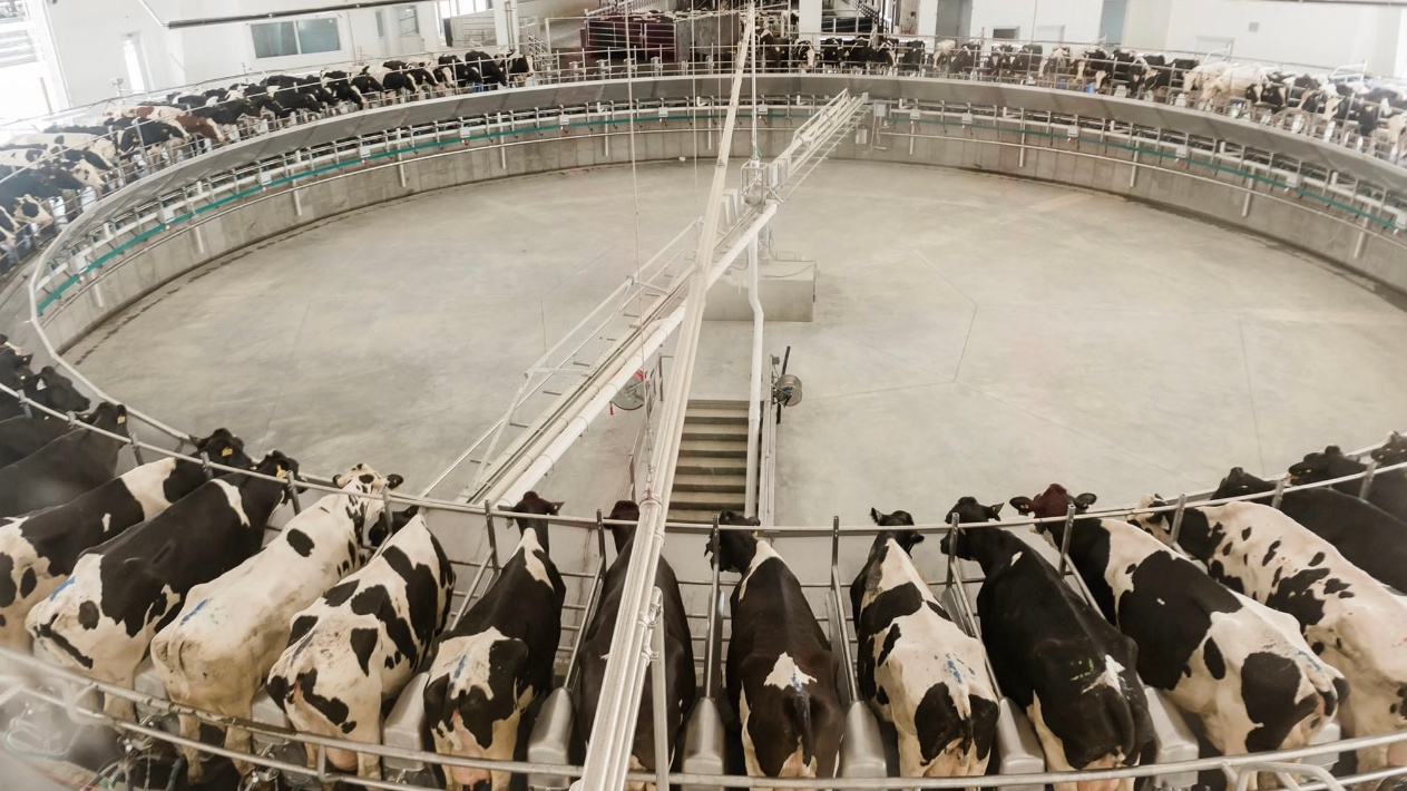 Sala de ordeño rotativa de una de las granjas de Milk Source. Cedida