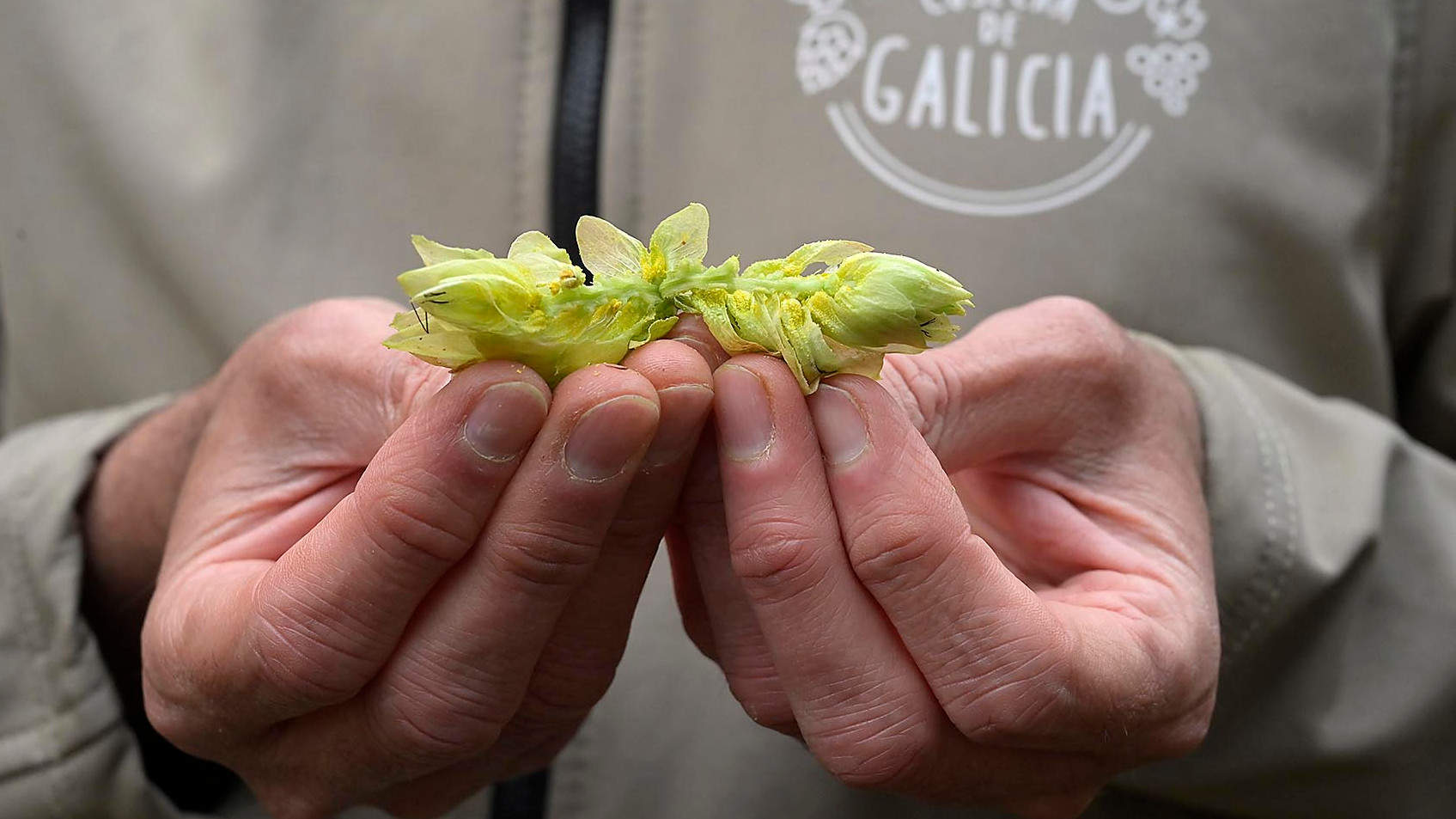 El interior de la flor del lúpulo. Moncho Fuentes