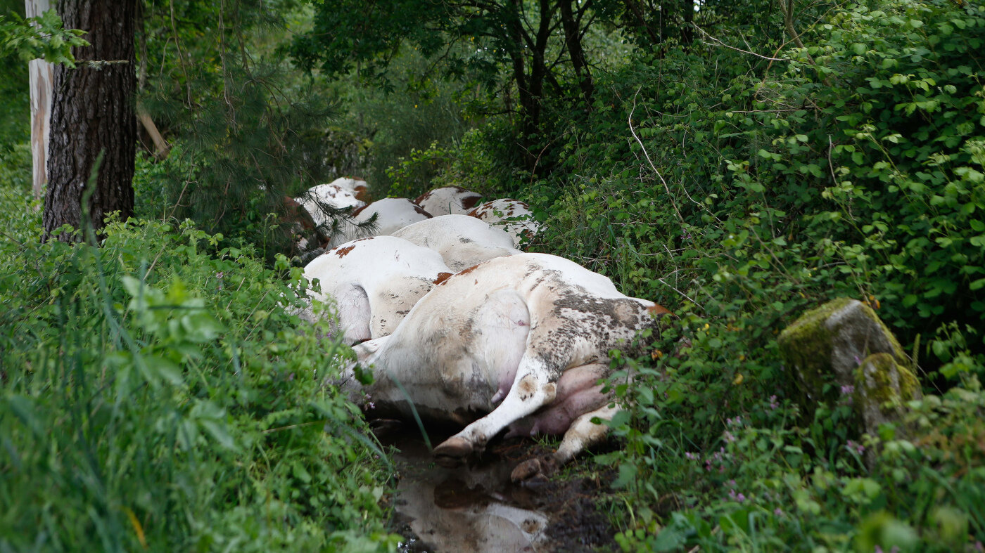 Vacas muertas en Rodeiro. CARLOS CASTRO