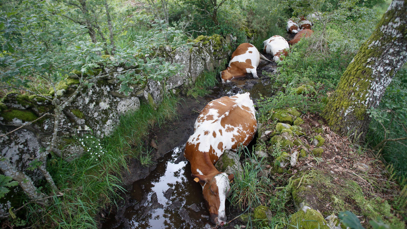 Vacas muertas en Rodeiro tras el impacto de un rayo. CARLOS CASTRO