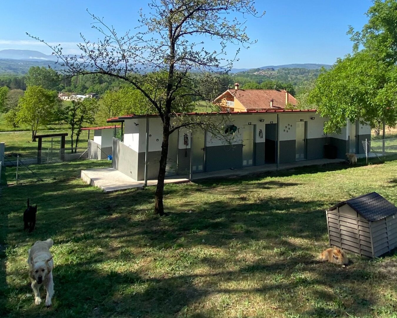 Tres perros en las zonas de ocio de Cans do Castro. CEDIDA