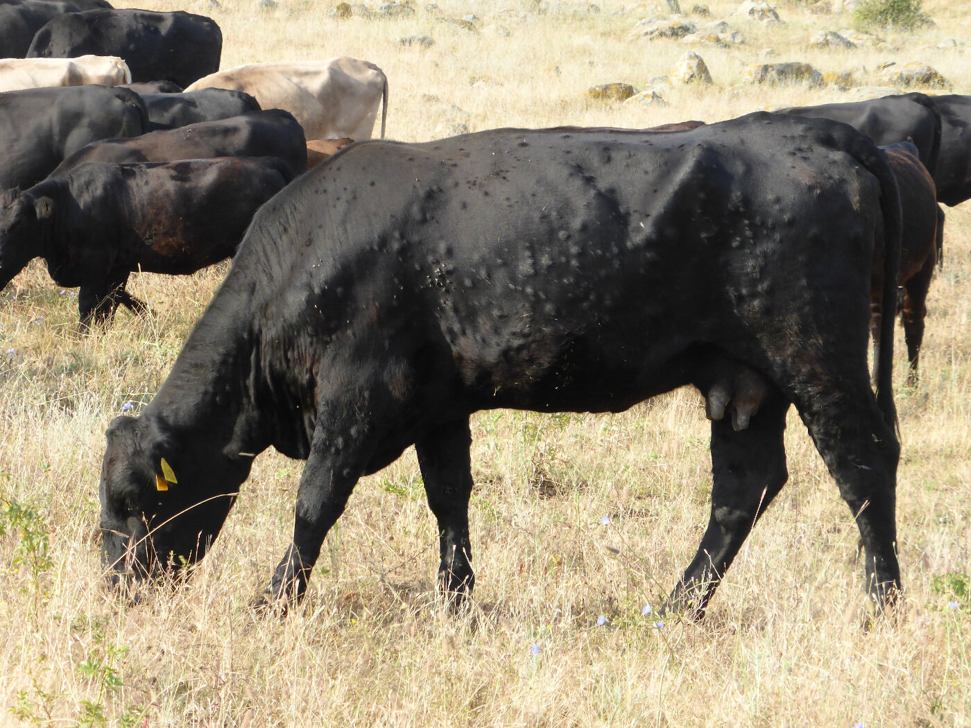 Dermatosis nodular contagiosa (DNC) en el cuerpo de una vaca. TSVIATKO ALEXANDROV (MINISTERIO DE AGRICULTURA)