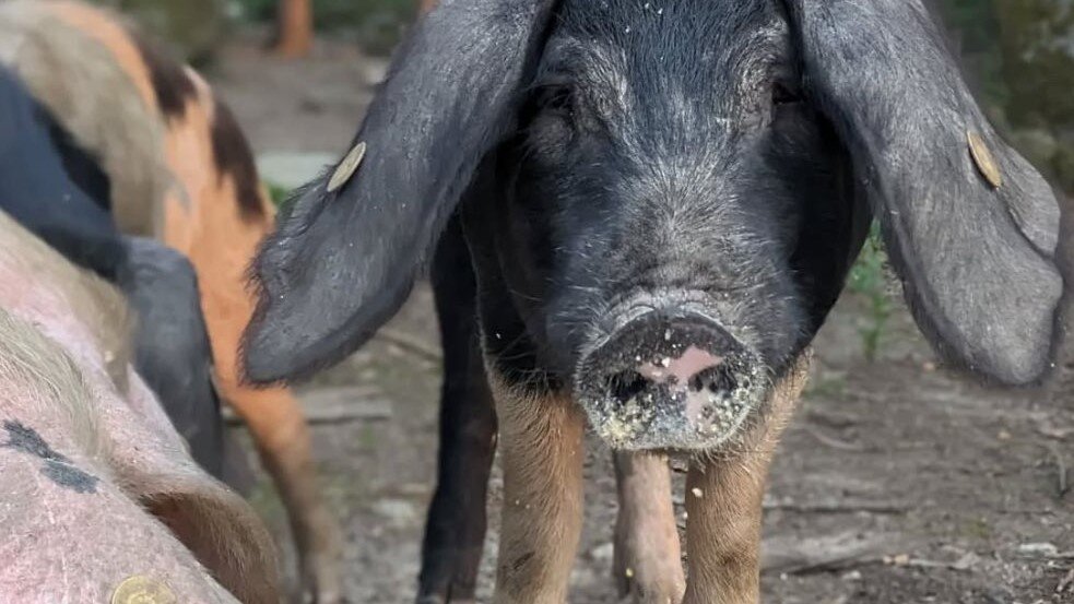 Porco celta de la explotación CienporCel. CEDIDA