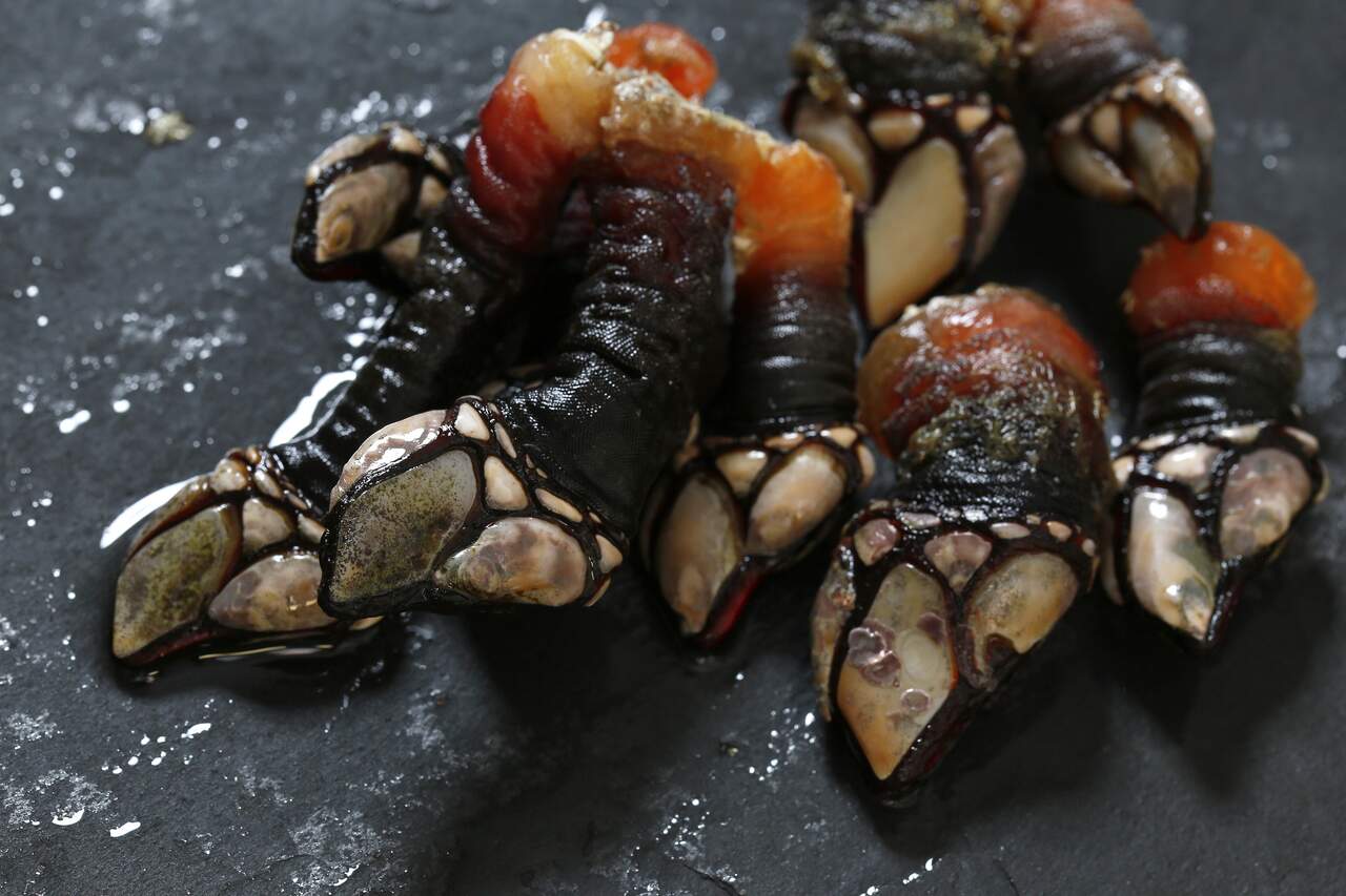 Percebes. CEDIDA