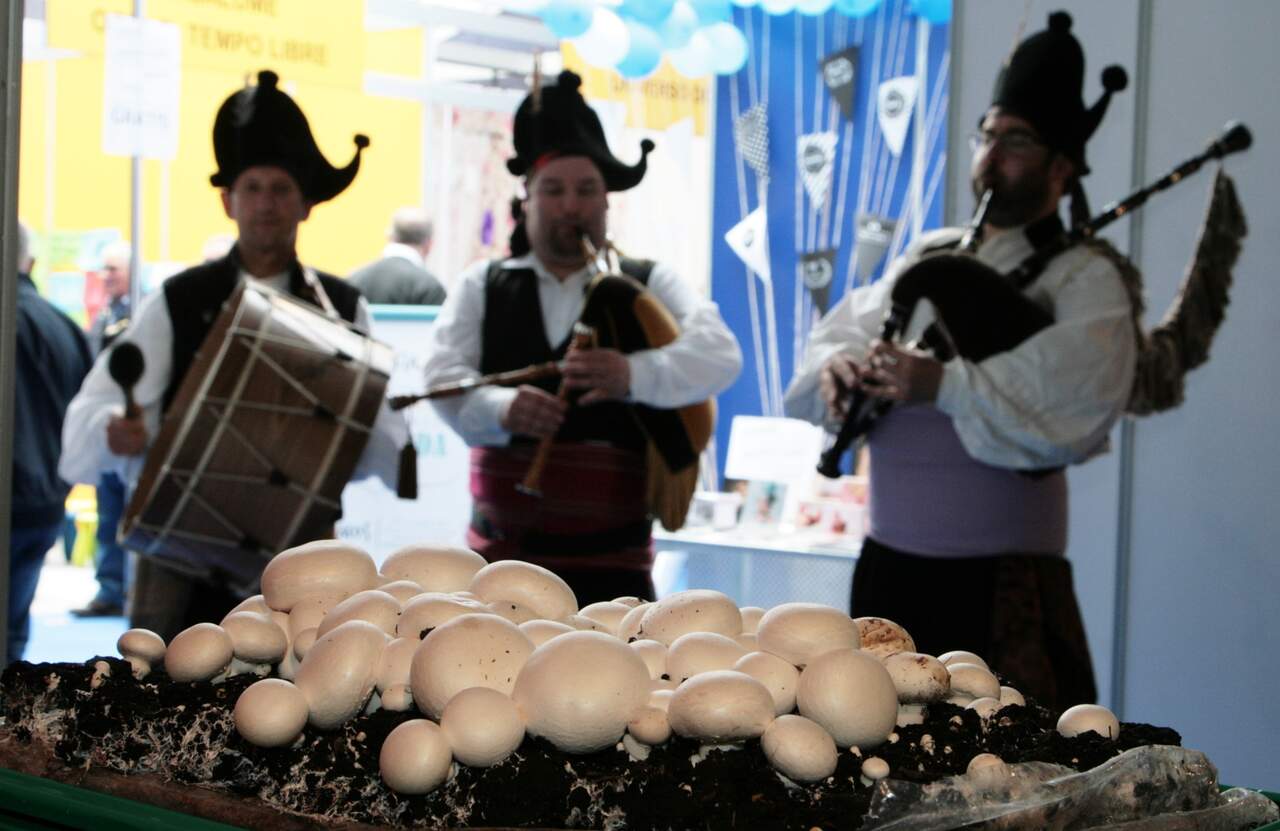 Festa do Champiñon. CEDIDA